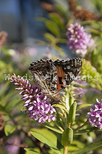 A Monarch Catapillar perched ready for flight.