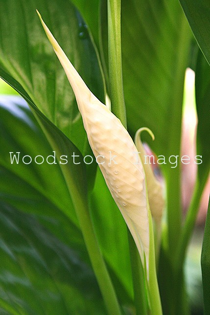 Closed Arum Lily Flower