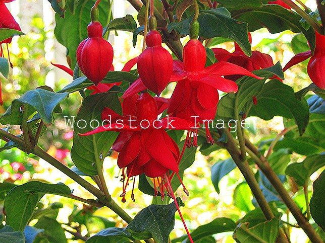 Fuschia Flowers