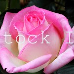 Close up of a pink and white rose.