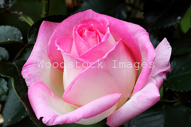 Close up of a pink rose.