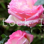 2 Pink and White Roses