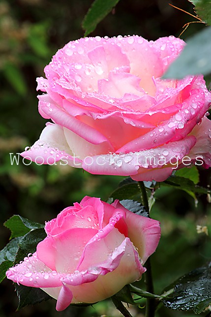 2 Pink and White Roses