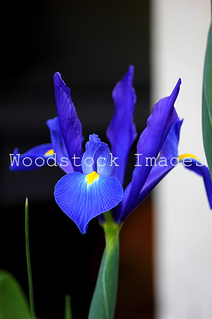 A purple iris flower