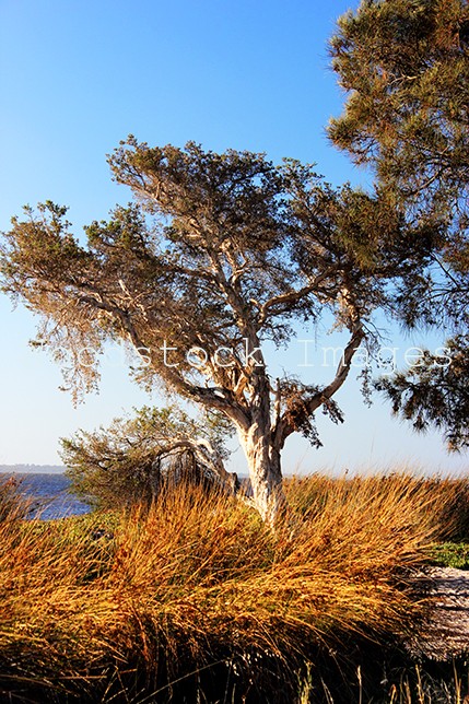 A Maleleuca tree on the banks of Peel Inlet, south of Perth, Western Australia..
