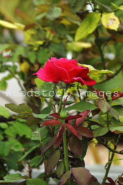 A Single Red Rose