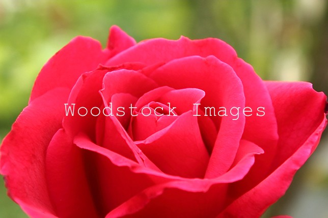 Close up of a red rose.