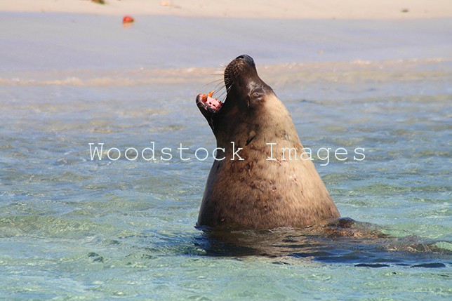 Sea Lion Yawning