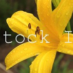 A close up of Yellow Lily pistils.