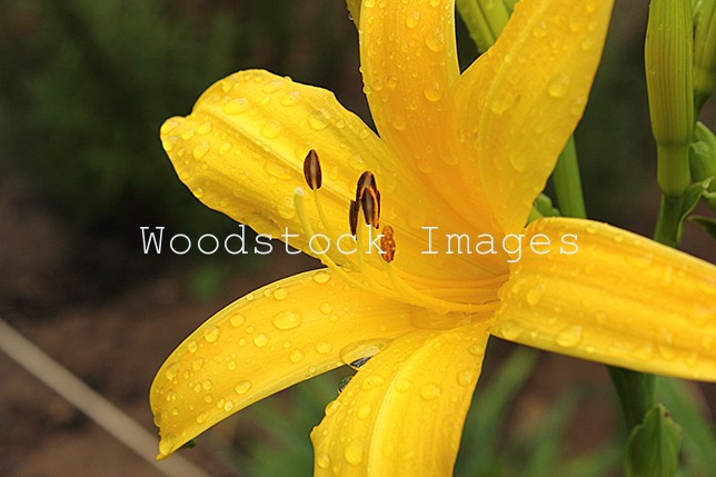 A close up of Yellow Lily pistils.