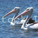 2 Australian Pelicans