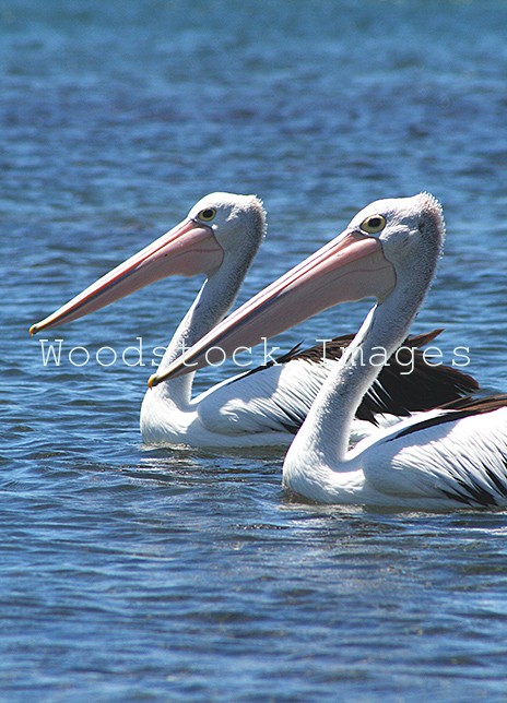 2 Australian Pelicans