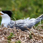 A Crested Tern on the nest.