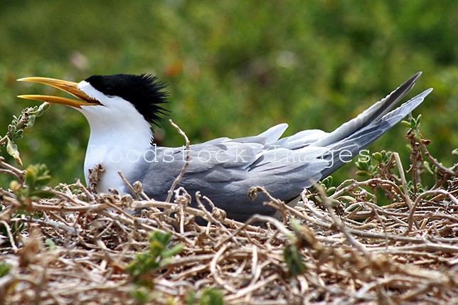 A Crested Tern on the nest.