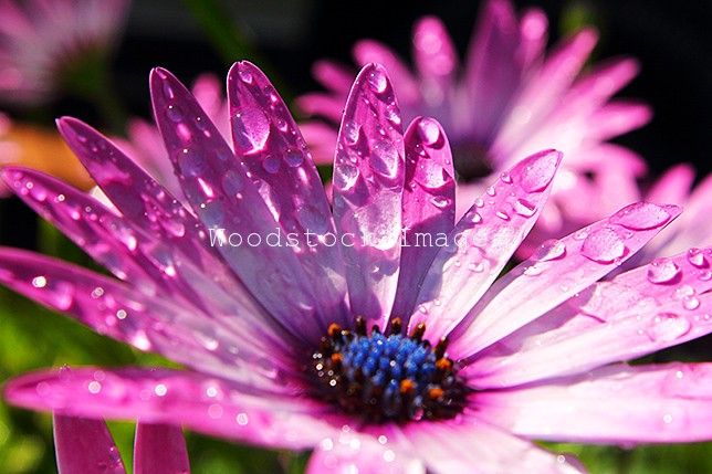 Water droplets on a purple African Daisy flower.