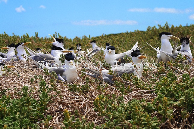 Crested Terns Nesting