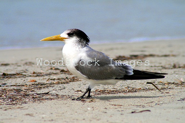 Crested Tern