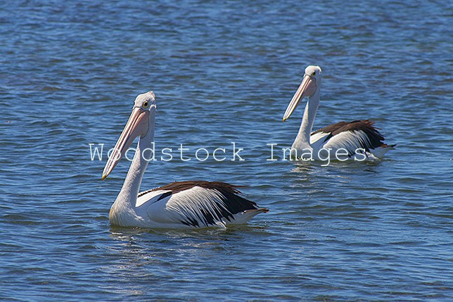 2 Australian Pelicans