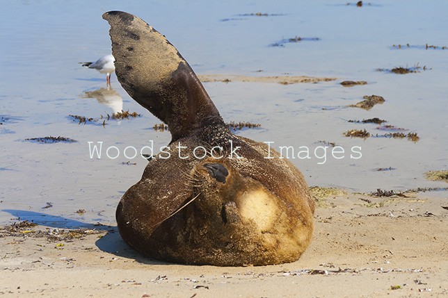 Sea Lion lazing in the sun.