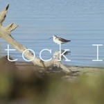 Common Greenshank