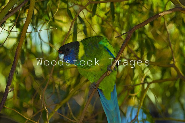 Australian Ringneck Parrot