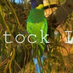 Australian Ringneck Parrot