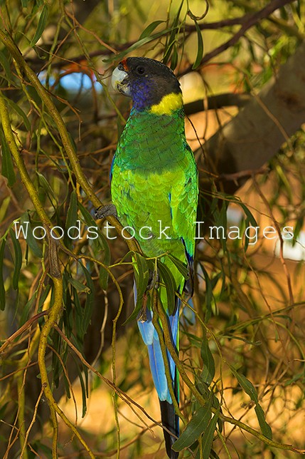 Australian Ringneck Parrot