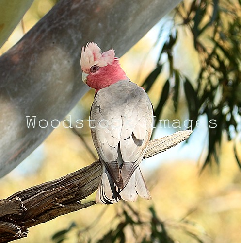 Pink And Grey Galah