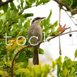 Whistling Honey Eater