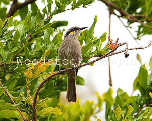 Whistling Honeyeater