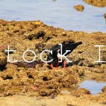 Pied Oystercatcher