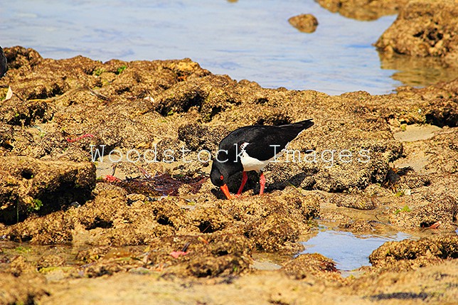 Pied Oystercatcher