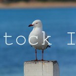 Seagull On A Post