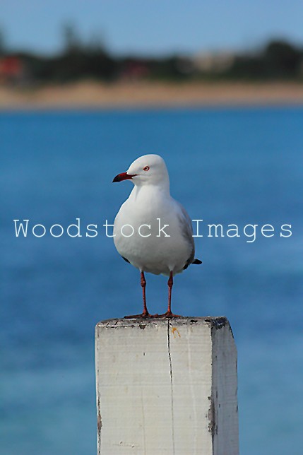 Seagull On A Post