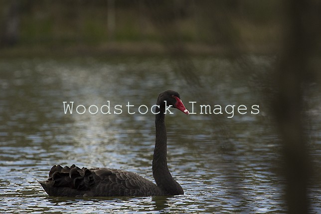 Black Swan