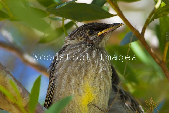 Young Wattle Bird