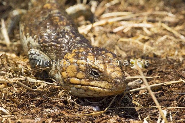 Bobtail Lizard