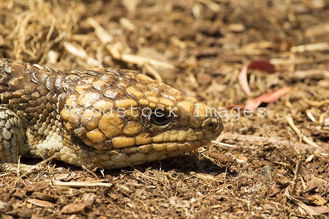 Bobtail Lizard