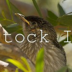 Young Wattle Bird