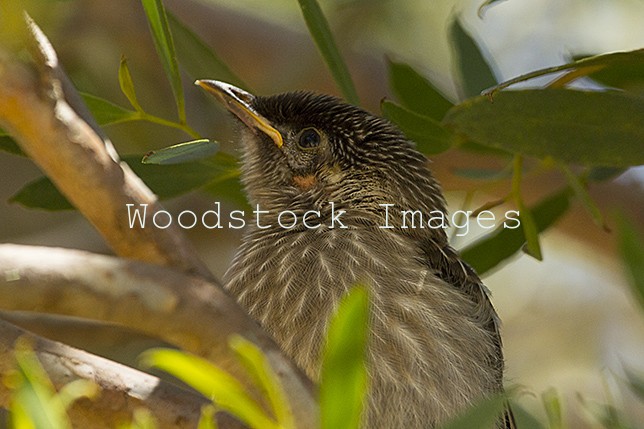 A young Wattle Bird waits for it's parents to return with food.