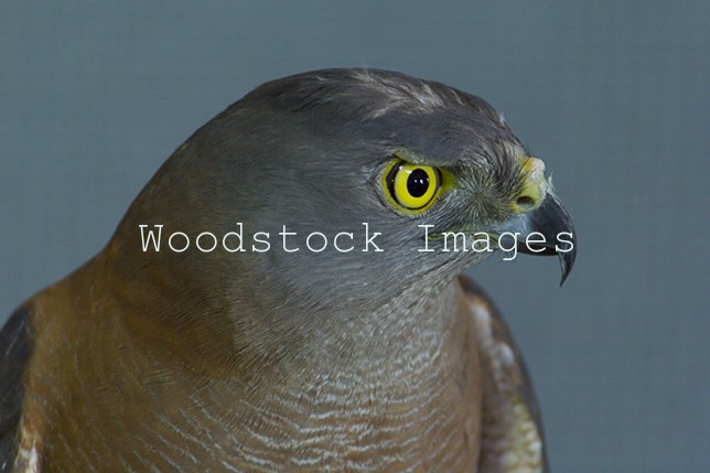 Goshawk