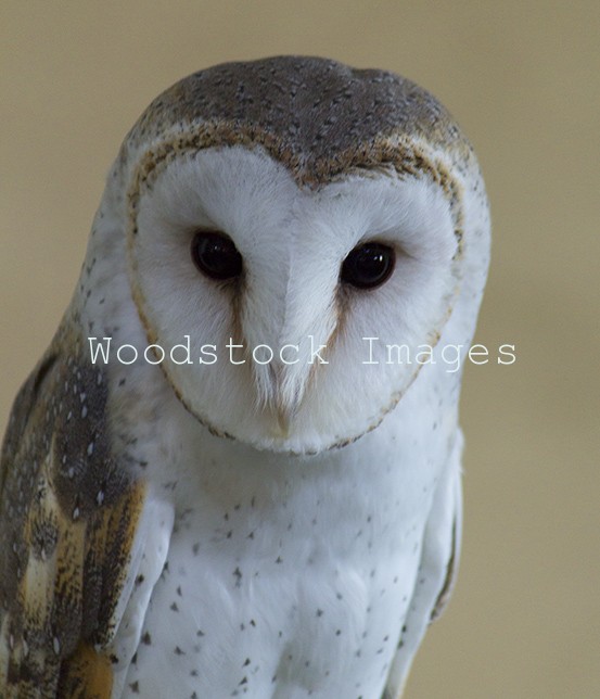 Barn Owl