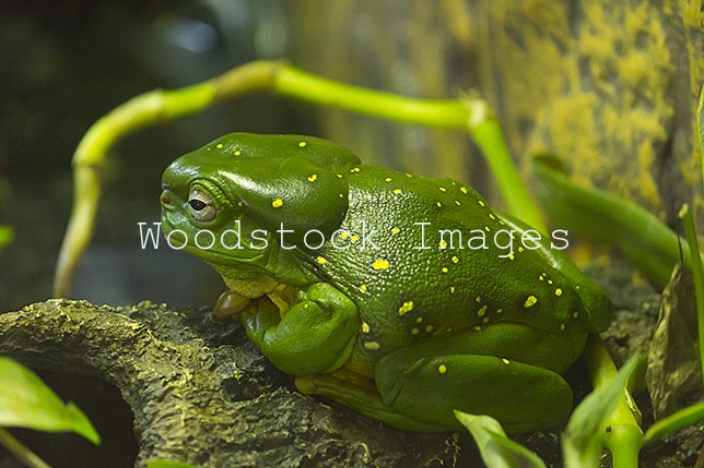 Magnificent Tree Frog