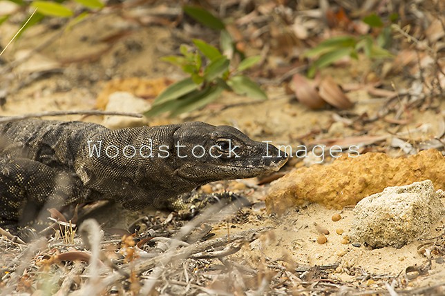 Monitor Lizard