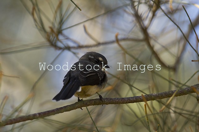 Grey Fantail