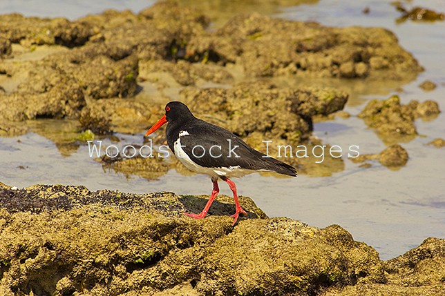 Pied Oystercatcher