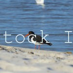 Pied Oystercatcher