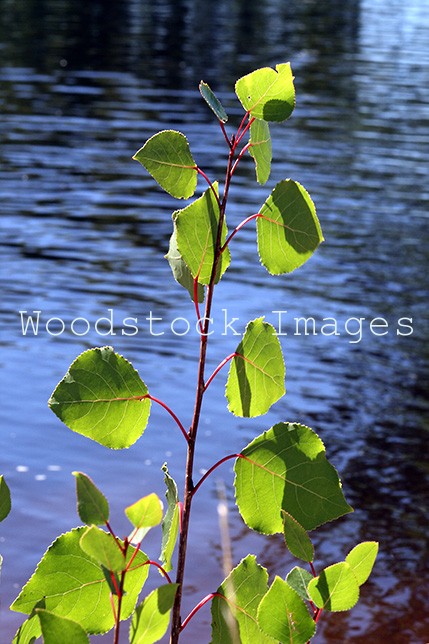 Australian Native Sapling growing out over a creek.