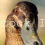 Pacific Black Duck