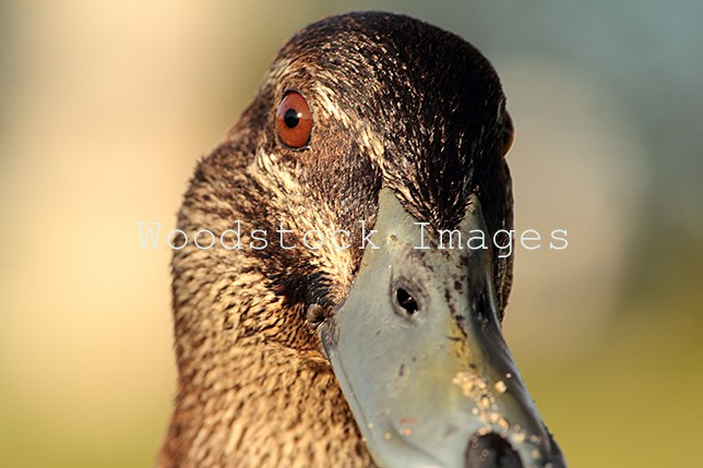 Pacific Black Duck